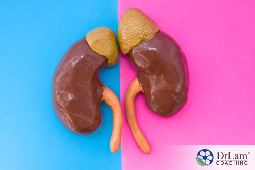 the adrenal glands sitting on top of the kidneys can be adrenal fatigue supplements if processed correctly. 