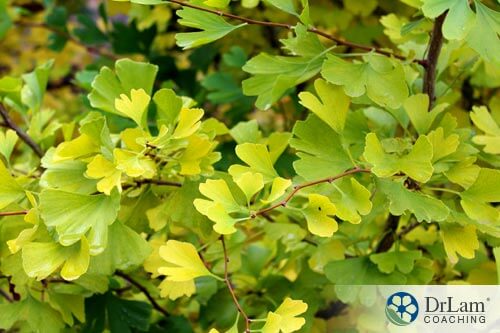 gingko plant before being processed for adrenal fatigue supplements