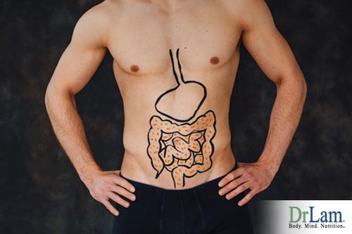 Benefits from probiotics on the digestion system 