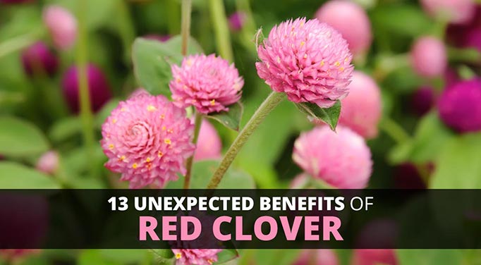 Red clover benefits