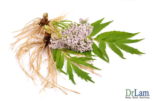 The general calming effect of using valerian root for anxiety soothes many of the unpleasant symptoms of chronic stress and Adrenal Fatigue.