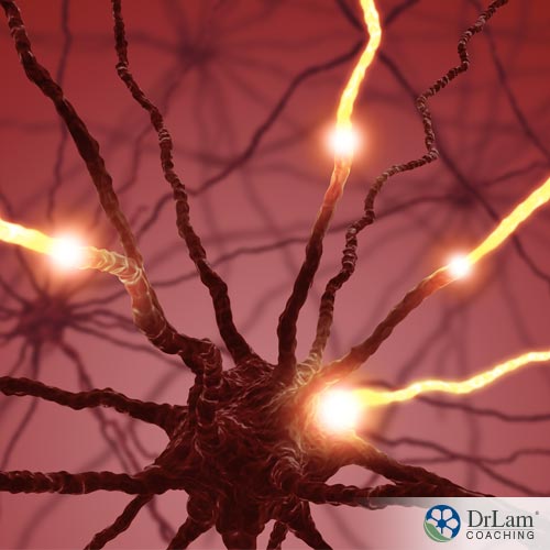 Neurons, the part of Autonomic Nervous System