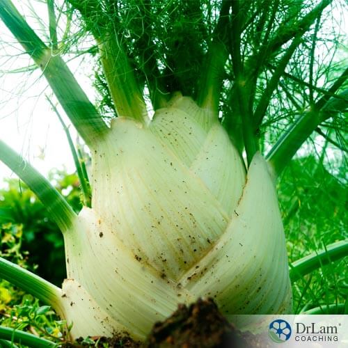  picture of fennel and the benefits of fennel