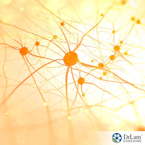 Neurons affect your hypothalamus hormones