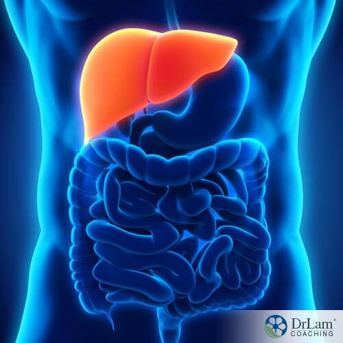 healthy liver function anatomy