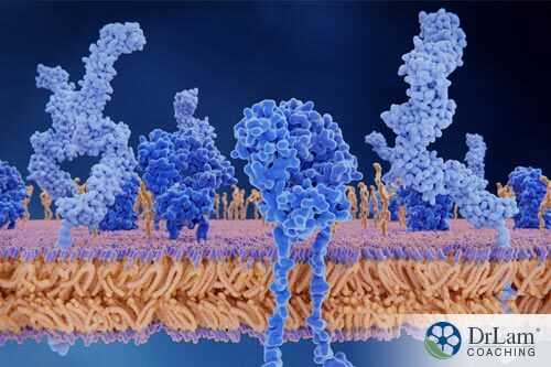  microscopic view of Gluten Blocking Enzymes