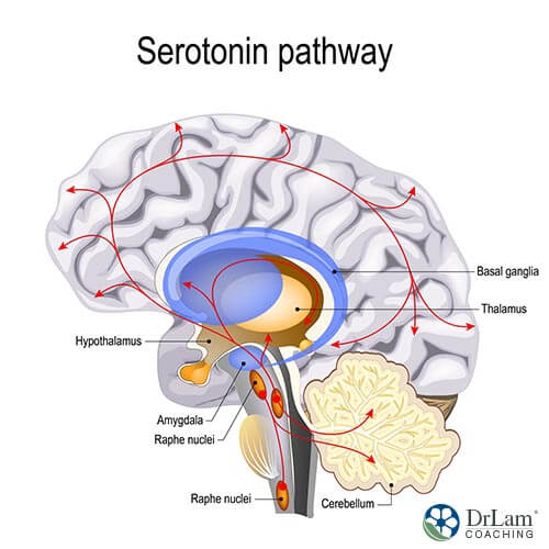 serotonin pathways in the brain