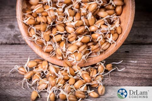 Benefits of wheat sprouting versus Wheat bread