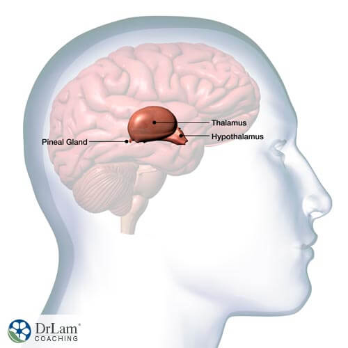 A concept image of the paraventricular nucleus playing a roll in adrenal fatigue