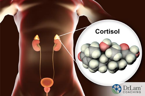 Cortisol molecule being made are best sources of Vitamin C
