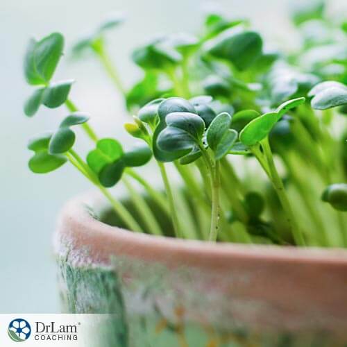 Eating microgreens to improve your gut flora