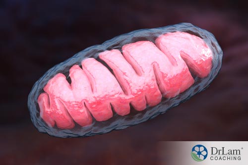 Improve gut microbiome and generate mitochondria
