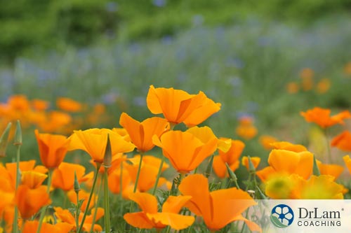 Calming herbs: Californian Poppy