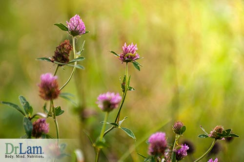 Making a tea that provides red clover benefits