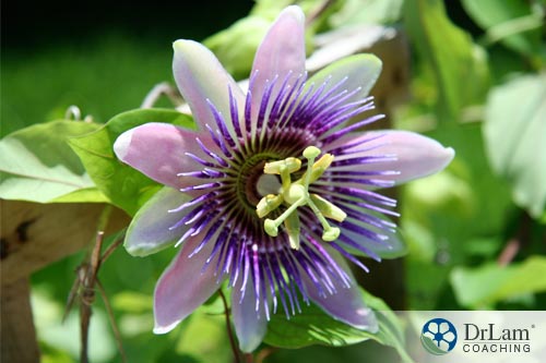 Calming herbs: Passionflower