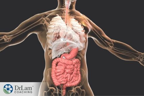 An image of the internal organ
