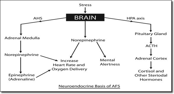 A chart showing how Adrenal Fatigue and Neuroendocrine are related