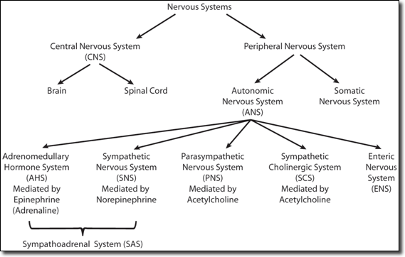 A chart showing how Adrenal Fatigue and the Nervous System are related