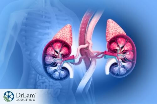 An image of kidneys and adrenal glands