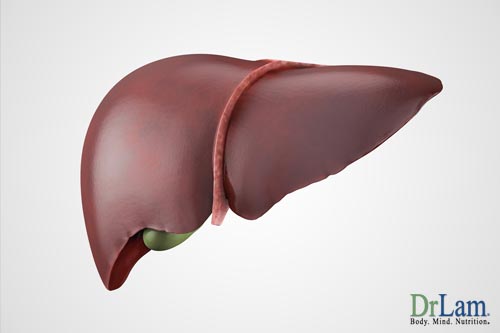 A liver render, illustrating the organ helped by liver cleansing herbs