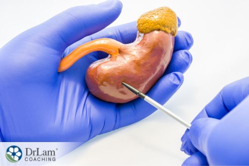 An image of a hand holding an adrenal gland model