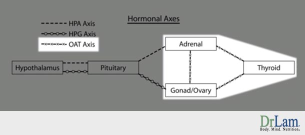 Reproductive system function and the OAT Axis