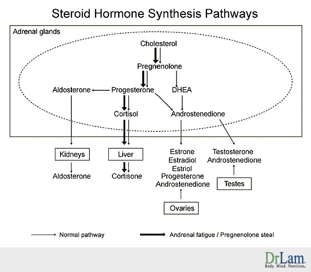 Adrenal Fatigue and the Steroid Hormone Synthesis Pathway flow-chart