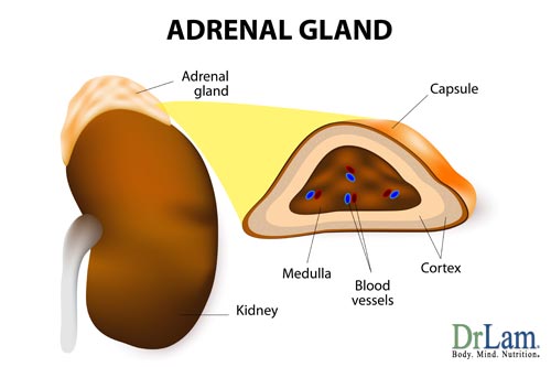 This mitochondrial cocktail can affect adrenal gland diseases