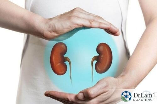 An image of a human diagram highlighting the kidneys