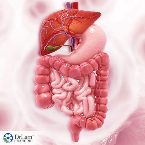 An image of the human digestive system