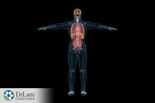 An image of the autonomic nervous system