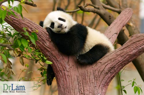 This Panda sleeping in a tree is living its life according to its biological clock 