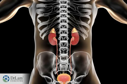 An image of the kidneys with adrenal glands