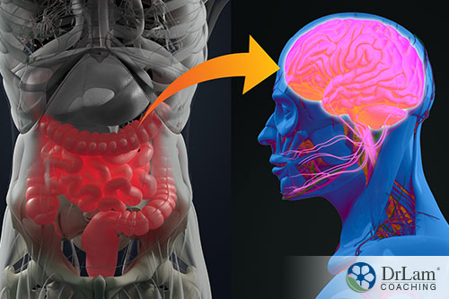 An image of the human gut and brain with an arrow connecting the two