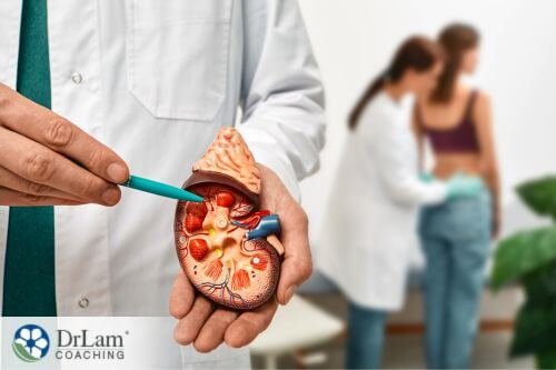 An image of a doctor pointing at a kidney model
