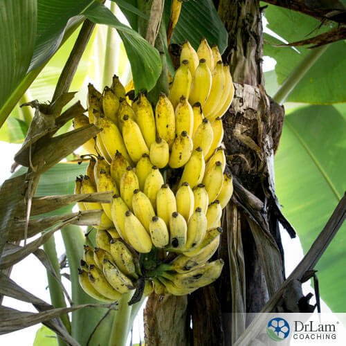 An image of a banana tree with ripe bananas