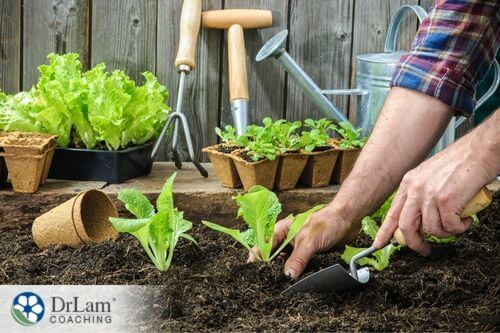 An image of a man planting vegetables in his garden