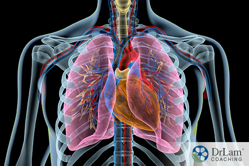 An image of the human heart and lungs