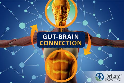 An image of the connection between the gut and the brain that is also affected by cat's claw and the brain