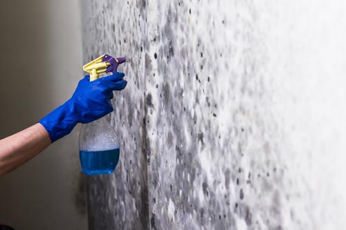 Techniques for natural mold removal