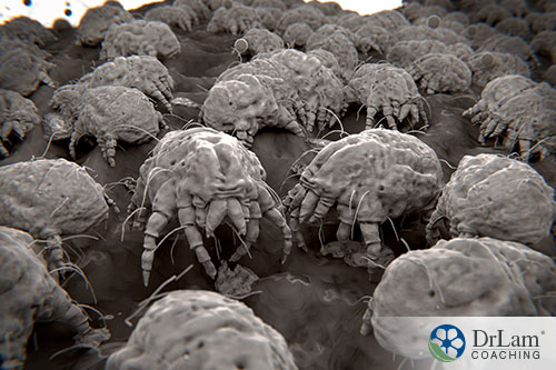 A microscopic image of dust mites