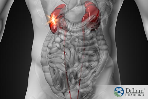 An image of the gut, and kidneys with the adrenal glands