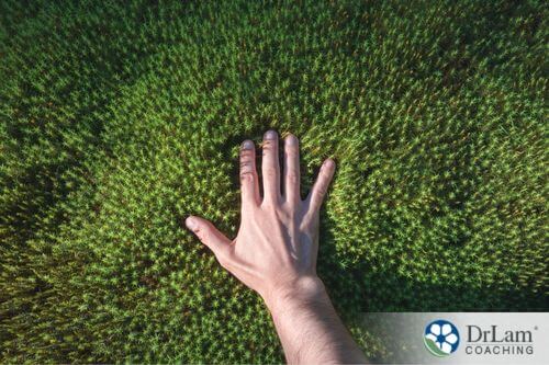 An image of someone touching green moss