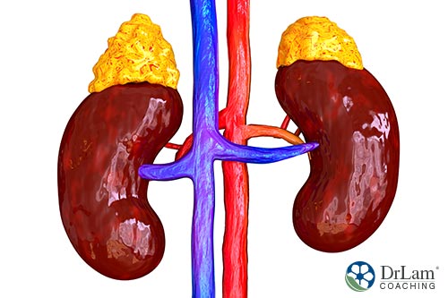 An image of kidneys and adrenal glands