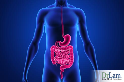 Systemic enzyme therapy and the digestive track