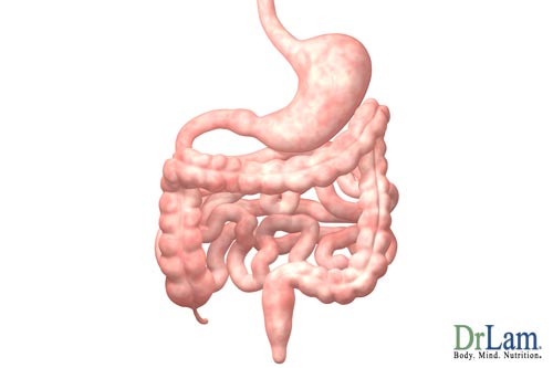 Proper digestion requires healthy gut bacteria diet