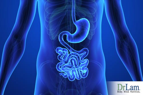 The role of the digestive tract and liver in detoxification