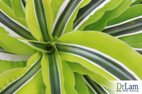 Dracaena air cleaning plants