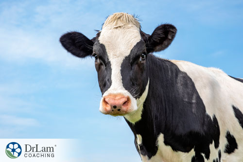 An image of a cow