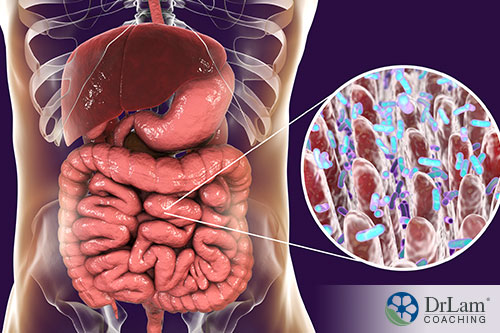 An image of the digestive system showing the microbiome